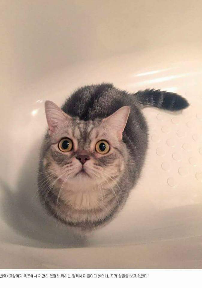 고양이가 뭘 하고있는지 봤더니.. | 인스티즈