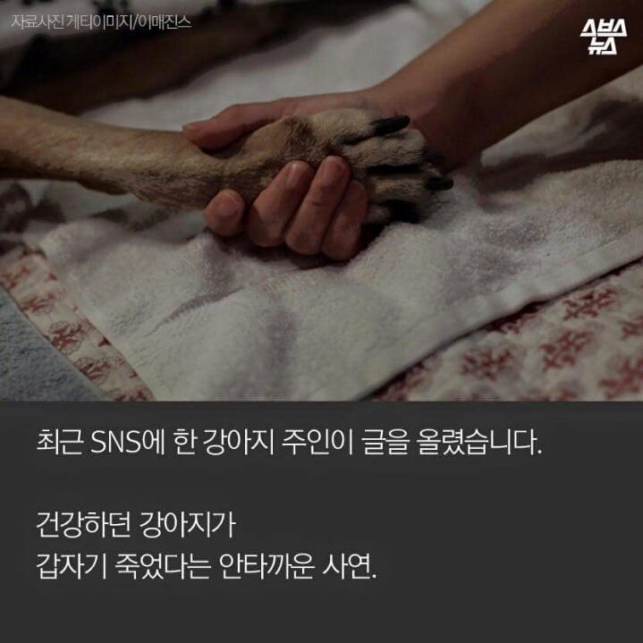 애정이 독이 된 사료 | 인스티즈