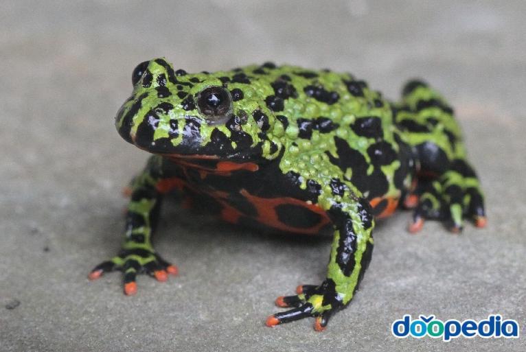 약혐) 우리나라에서 천적이 없는 동물중 하나 | 인스티즈