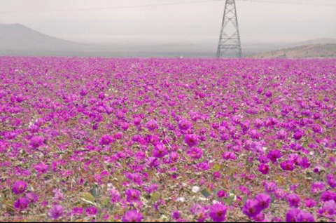 세계에서 가장 건조한 사막에 폭우가 내렸다.jpg | 인스티즈