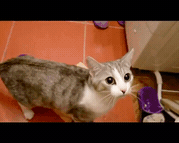 물에 빠진 집사 구하기.gif | 인스티즈