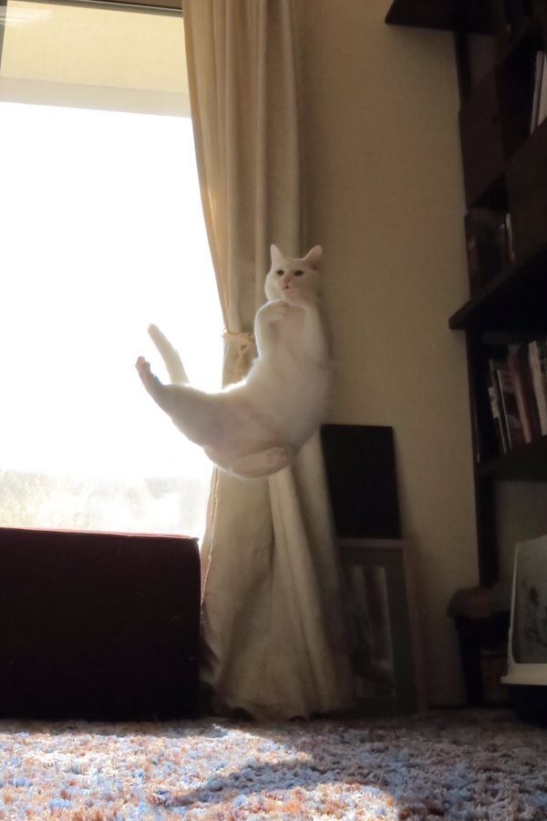 고양이 권법 | 인스티즈