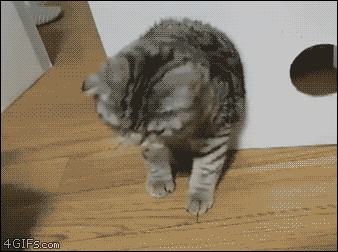 고양이모음 | 인스티즈