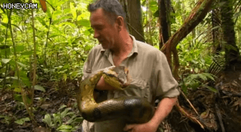 5M 짜리 아나콘다.gif | 인스티즈