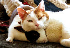 한 지붕 아래 같이 사는 토끼와 냥이.gif | 인스티즈