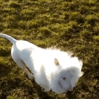 백사자.gif | 인스티즈