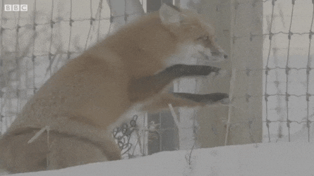 여우도 털발 | 인스티즈