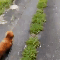 주인을 지키는 멍뭉이들.gif | 인스티즈