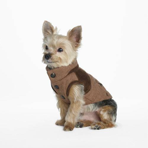 견종 이야기 - 요크셔 테리어 | 인스티즈