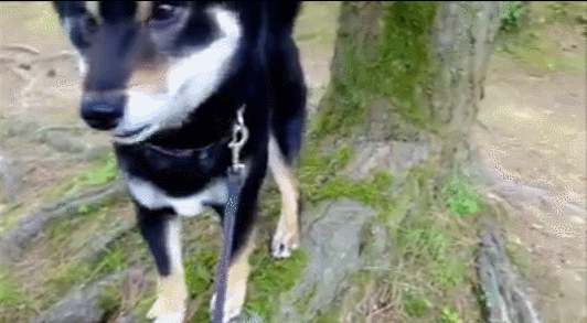 카메라 들이대자 포즈잡는 댕댕이들.gif | 인스티즈