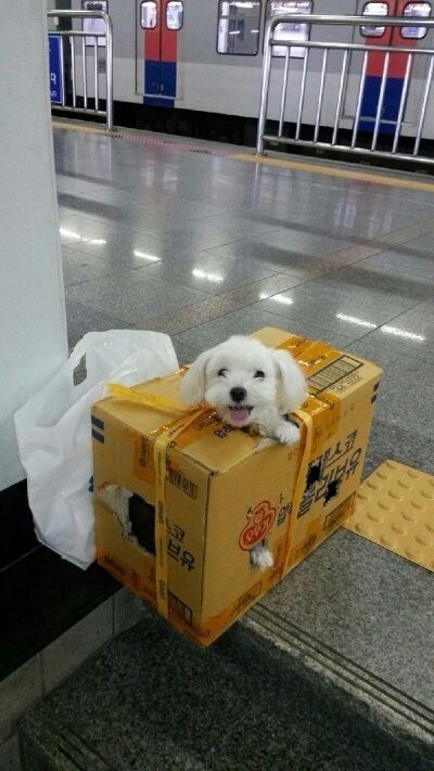 추석 지내러 큰집가는 강아지 . jpg | 인스티즈