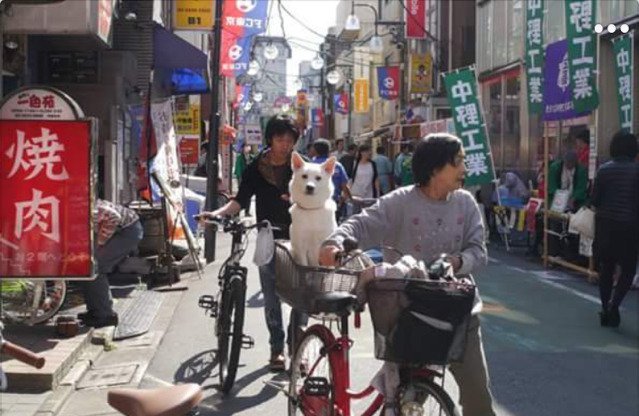개로 환생한 구남친 | 인스티즈
