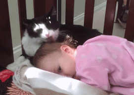 아기 그루밍 해주는 냥이 | 인스티즈