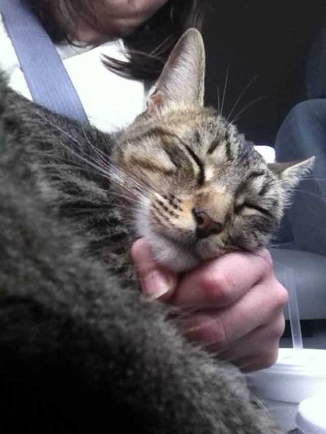 집사와 사이 좋은 냥님들 | 인스티즈