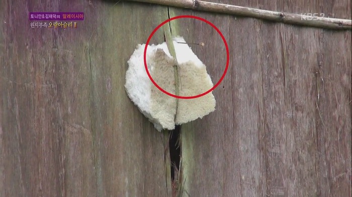 [세상은맛있다] 원주민 마을 최고 명사수보다 바람총 더 잘 쏘는 김재덕 bbbbbbbb | 인스티즈