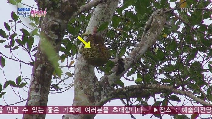 [세상은맛있다] 원주민 마을 최고 명사수보다 바람총 더 잘 쏘는 김재덕 bbbbbbbb | 인스티즈