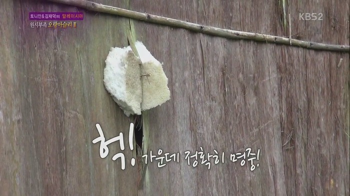 [세상은맛있다] 원주민 마을 최고 명사수보다 바람총 더 잘 쏘는 김재덕 bbbbbbbb | 인스티즈