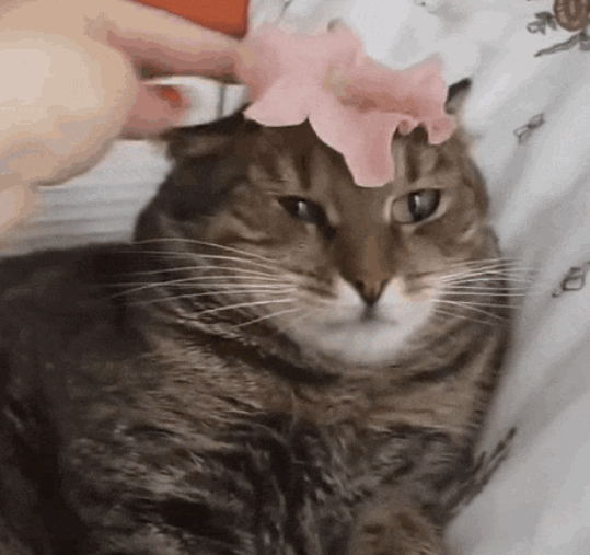 고양이 물리엔진오류 짤 모음.gif | 인스티즈