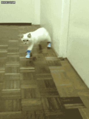 고양이 물리엔진오류 짤 모음.gif | 인스티즈