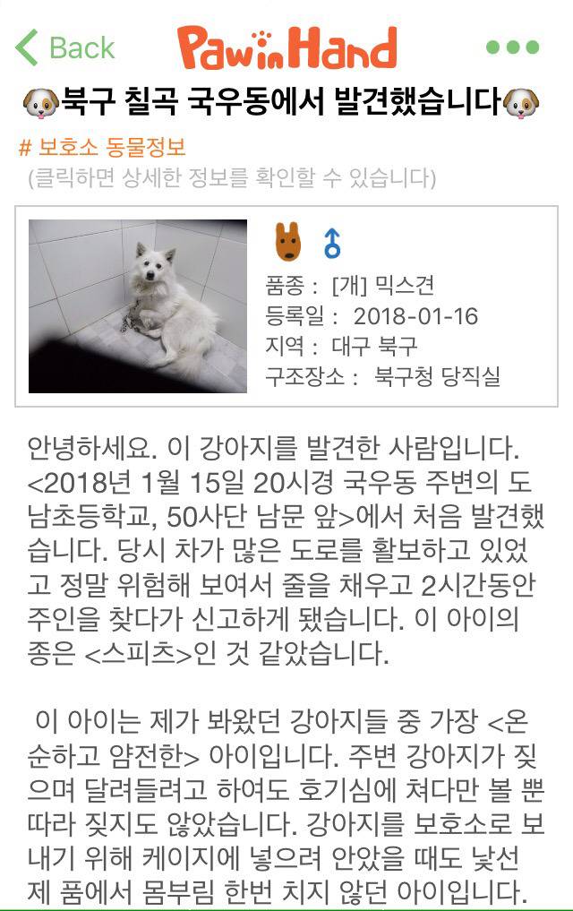 온순하고 사람을 잘 따르는 스피츠믹스 아가입니다 (대구) | 인스티즈