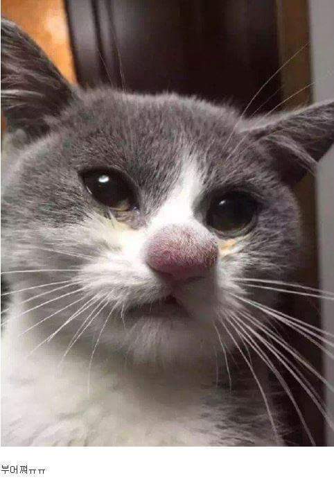 코에 벌 쏘인 고양이 | 인스티즈