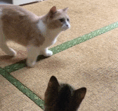 장난감 가지고노는 냥이들.gif | 인스티즈