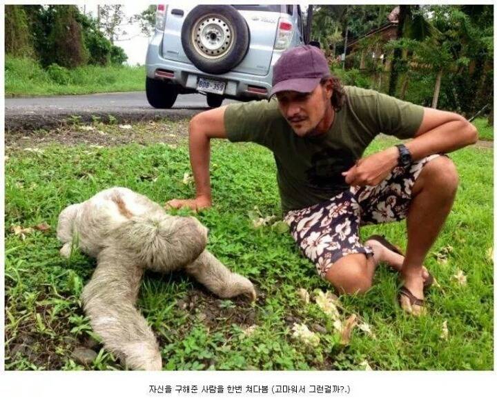 나무늘보의 귀여움에 대한 고찰.jpg | 인스티즈