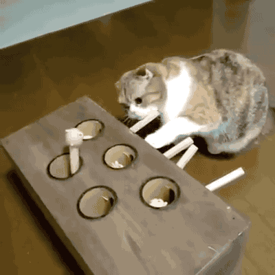 장난감 가지고노는 냥이들.gif | 인스티즈