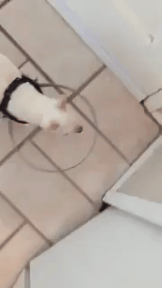 앞못보는 강아지를 위한 주인의 발명품 | 인스티즈