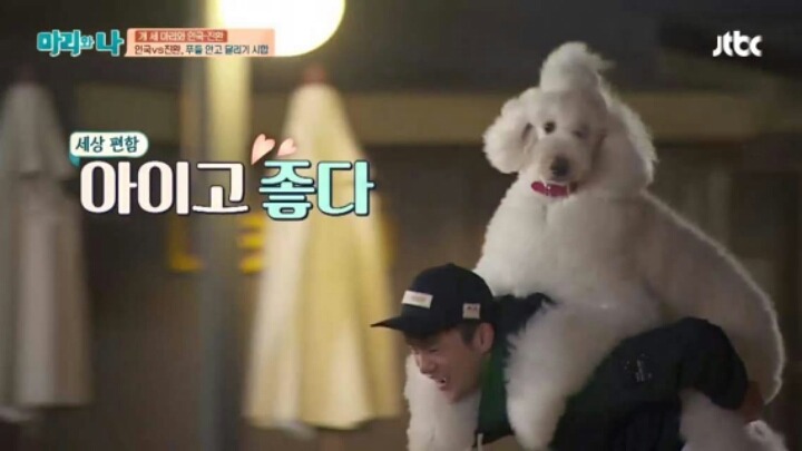[마리와나] 푸들 안고 달리기 시합하기 | 인스티즈