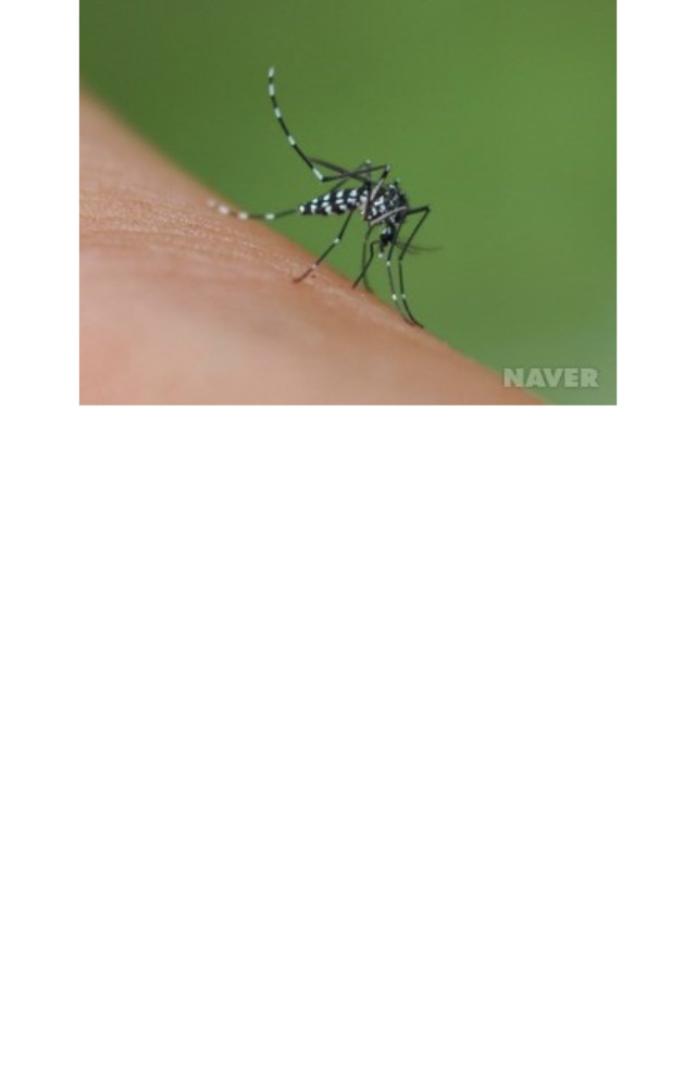 모기중 가장 빡치게한다는 모기.jpg | 인스티즈