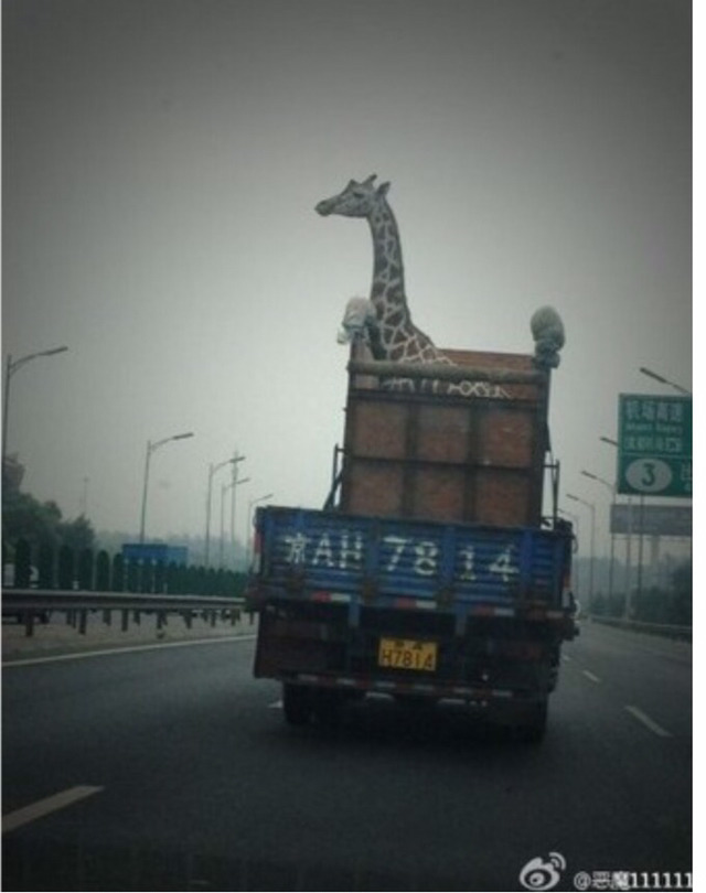 중국이 기린을 이송하는 방법 | 인스티즈