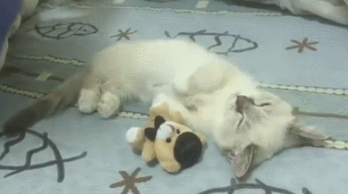 잘자라 우리냥이 | 인스티즈