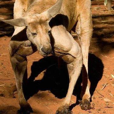 캥거루는 니가 생각하는것만큼 귀여운 동물이 아니야 | 인스티즈