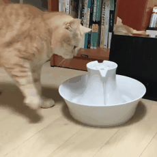 우리집 고양이가 식수대랑 싸워요.gif | 인스티즈