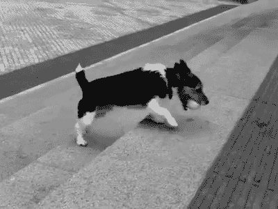 멍뭉이가 혼자 노는 법.gif | 인스티즈