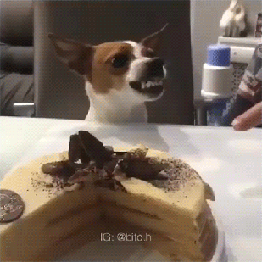 으르렁거리는 모습도 귀여운 강아지 | 인스티즈