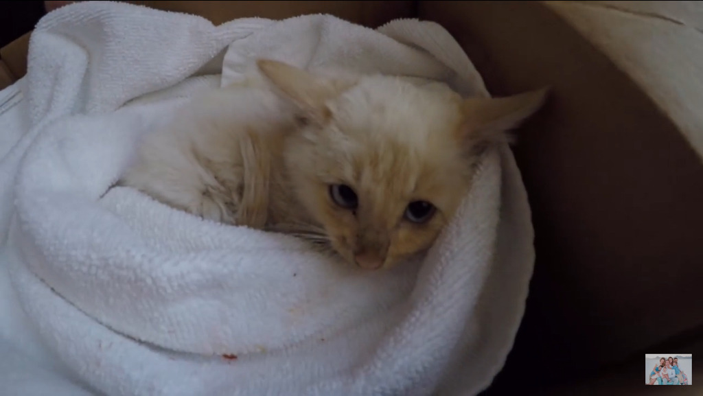 얼어서 죽어가는 아기고양이를 살린 가족 | 인스티즈