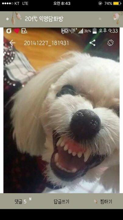 큰일남 우리집 강아지 침.jpg | 인스티즈