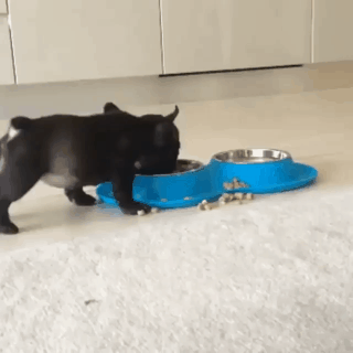 이상한 자세로 밥 먹는.gif | 인스티즈