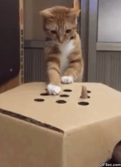 고양이모음2 | 인스티즈