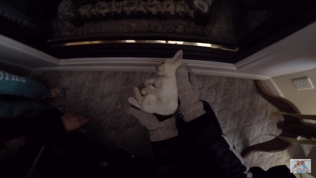 얼어서 죽어가는 아기고양이를 살린 가족 | 인스티즈