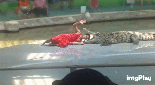 공연도중 사람무는 악어.gif (혐오주의) | 인스티즈