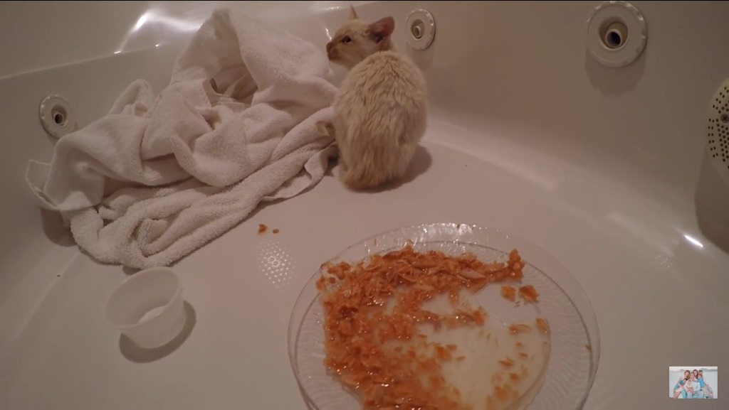 얼어서 죽어가는 아기고양이를 살린 가족 | 인스티즈