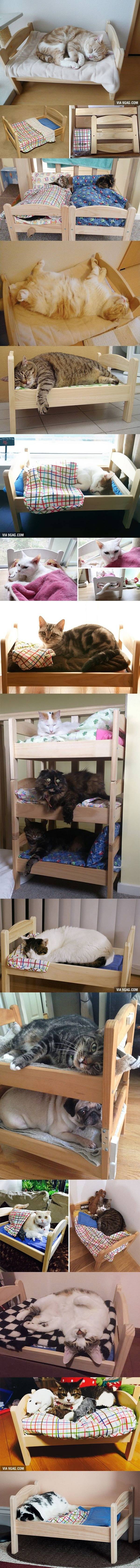 고양이 침대.jpg | 인스티즈