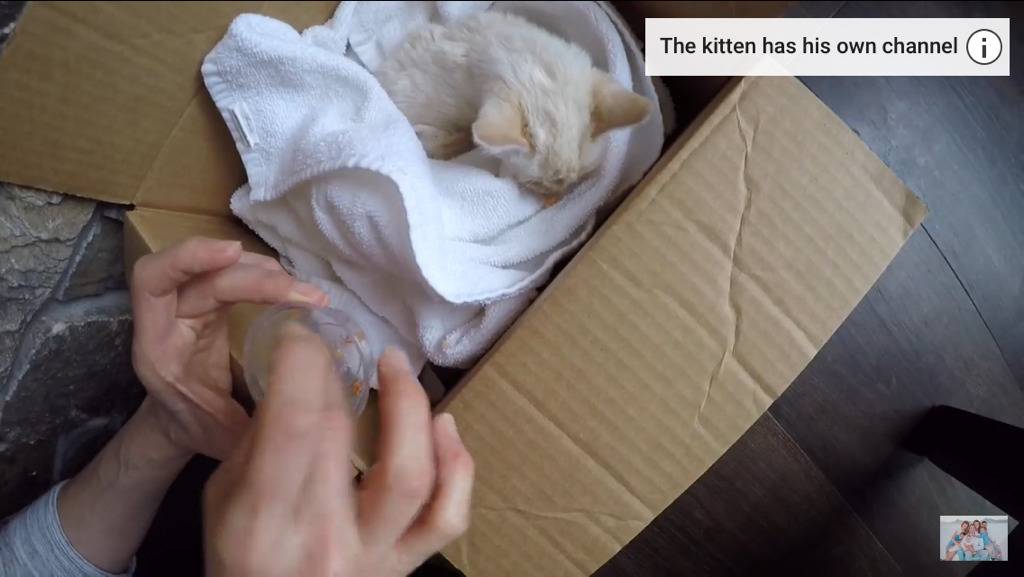 얼어서 죽어가는 아기고양이를 살린 가족 | 인스티즈