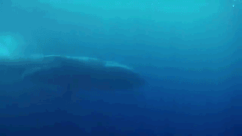 심장이 자동차만한 지구에서 가장 거대한 동물 | 인스티즈