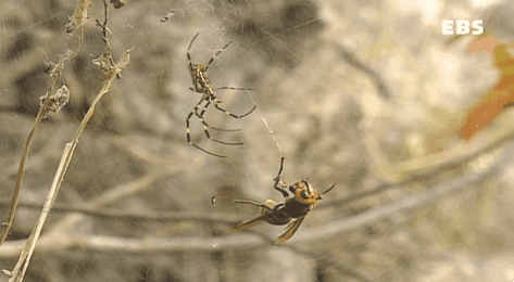 장수말벌의 위엄.gif | 인스티즈