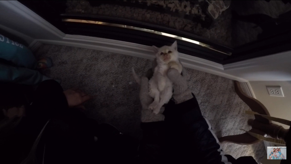 얼어서 죽어가는 아기고양이를 살린 가족 | 인스티즈