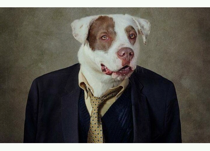 유기견들에게 예쁜 옷 입혀 프로필 사진 찍어 준 사진작가 | 인스티즈